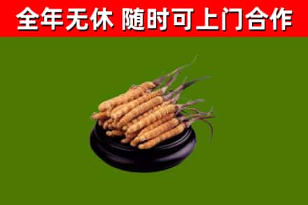芙蓉回收冬虫夏草